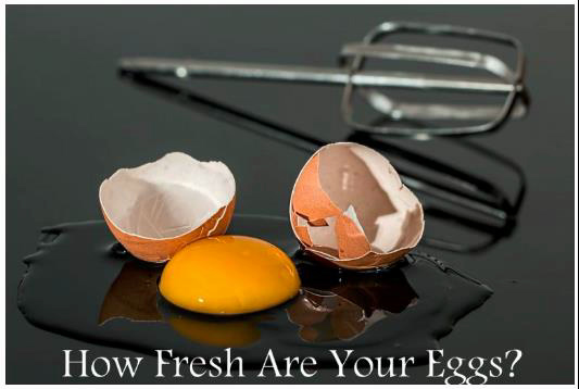 Don’t Throw Out Good Eggs! Try The Egg Freshness Test